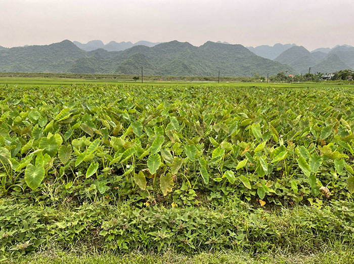 Yên Quang: Tập trung phát triển thương hiệu khoai sọ Yên Quang gắn liền với xóa đói giảm nghèo
